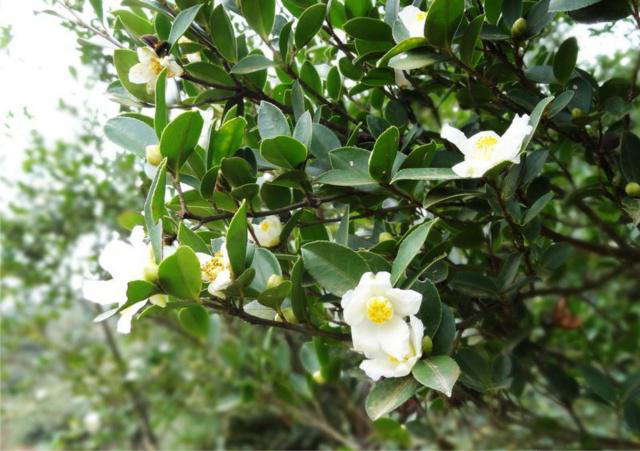 山茶油树花